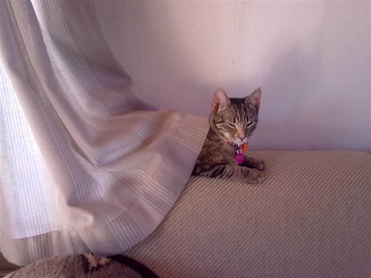 Huskat kia billede 11