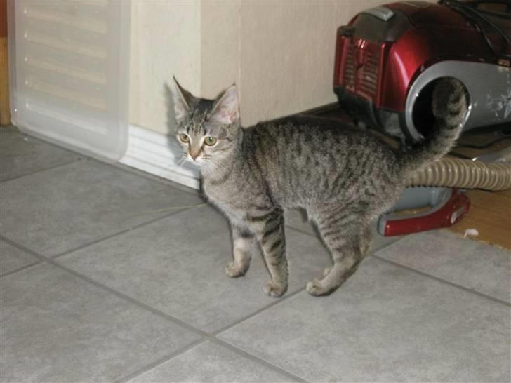 Huskat Mivsen:* billede 1