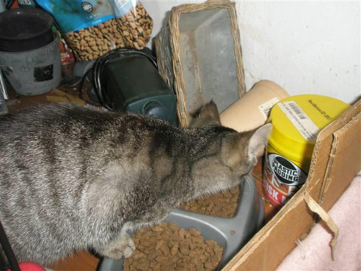 Huskat Mivsen:* billede 2