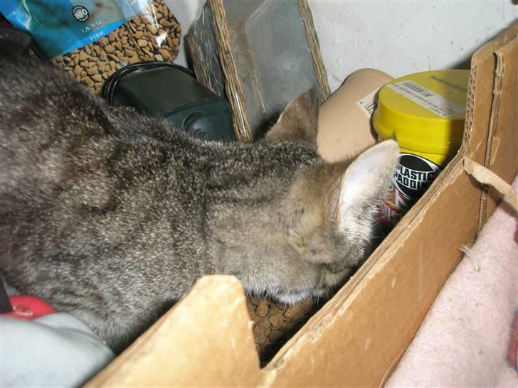 Huskat Mivsen:* billede 3