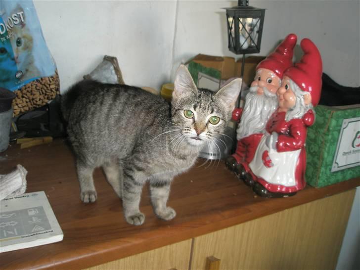 Huskat Mivsen:* billede 4