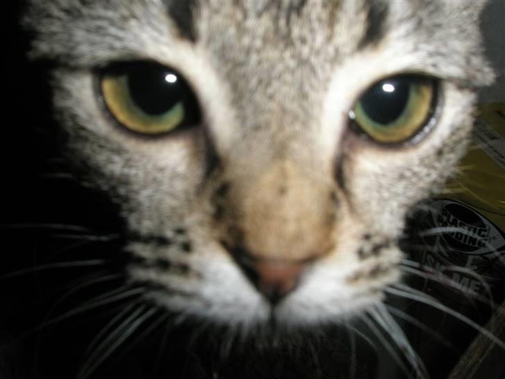 Huskat Mivsen:* billede 5