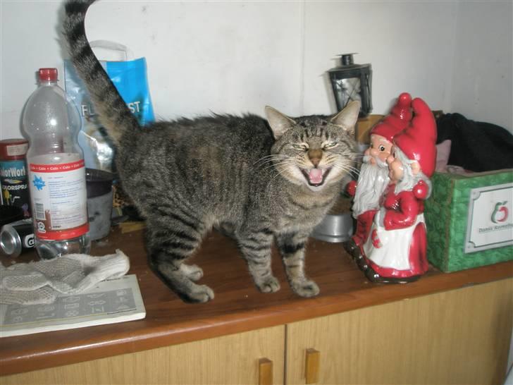 Huskat Floffy;* billede 8