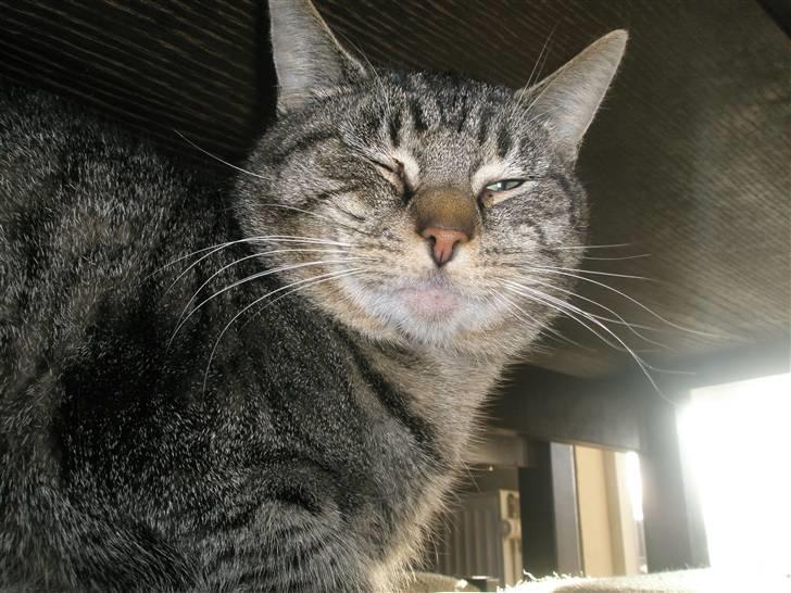 Huskat Floffy;* billede 9