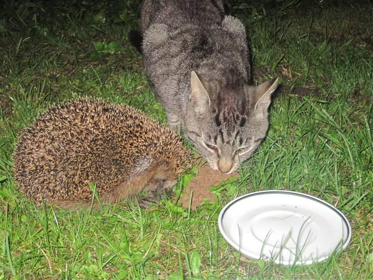 Huskat Floffy;* billede 10