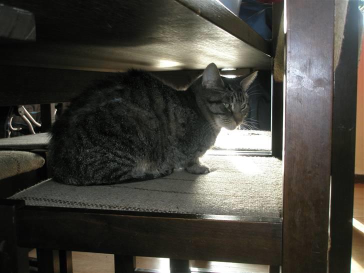 Huskat Floffy;* billede 11