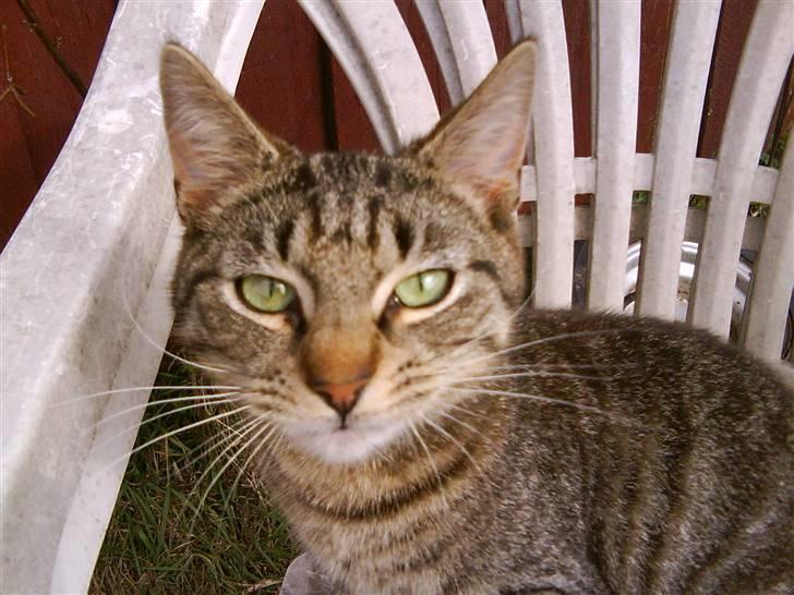 Huskat Floffy;* billede 12