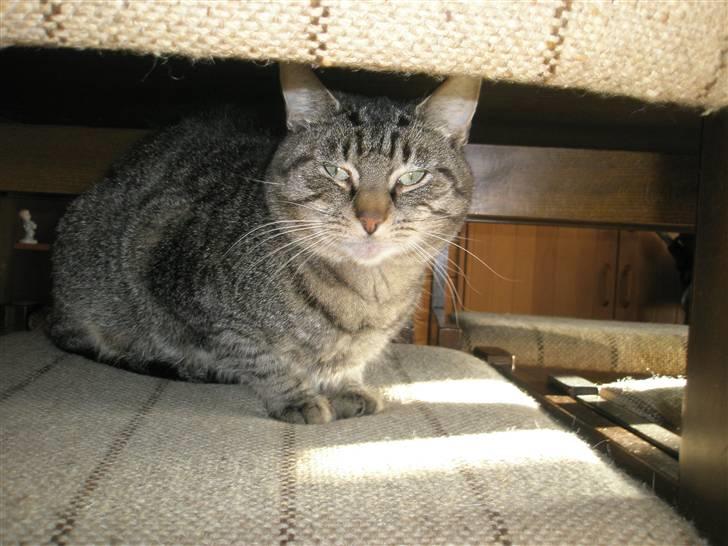 Huskat Floffy;* billede 13