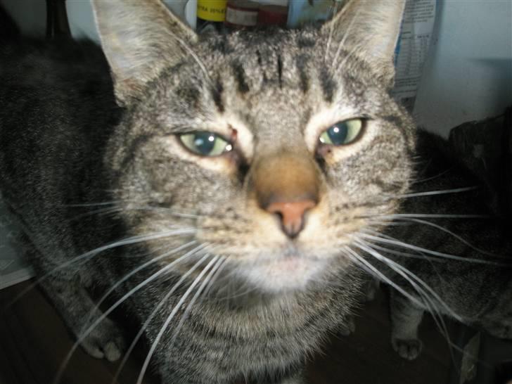 Huskat Floffy;* billede 14