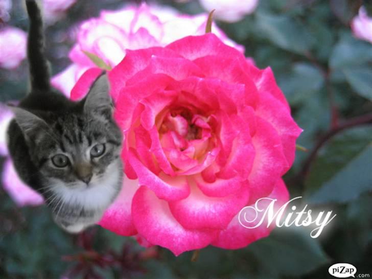 Huskat Mitsy billede 9