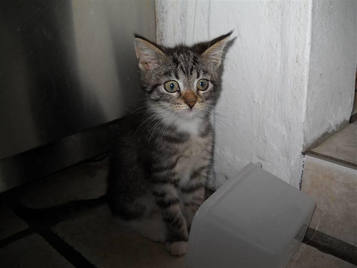 Huskat Mitsy billede 10