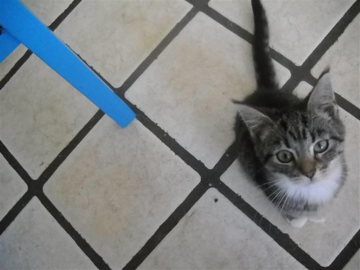 Huskat Mitsy billede 11