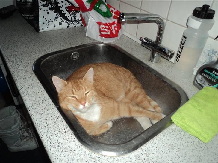 Huskat Bomle billede 12