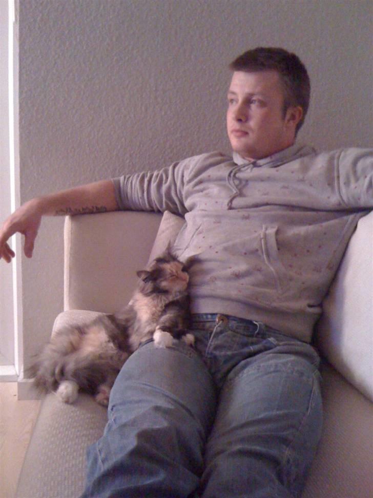 Blanding af racer Mini miv. (er drægtig) - Hun er meget glad for sin far:) billede 17