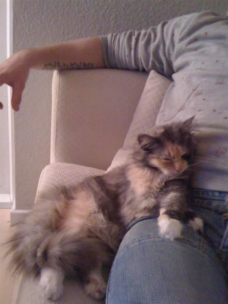 Blanding af racer Mini miv. (er drægtig) billede 18