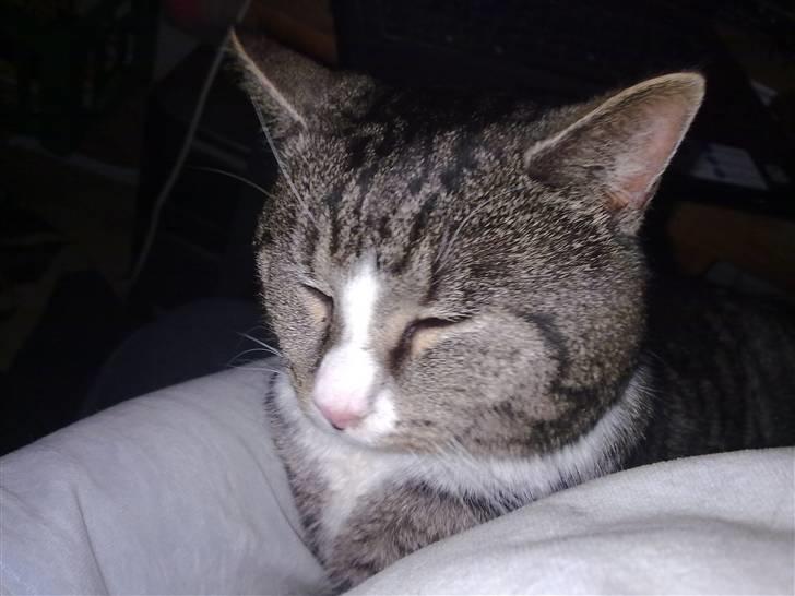 Blanding af racer trold billede 1