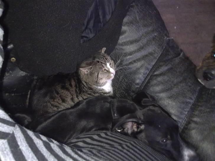 Blanding af racer trold billede 2