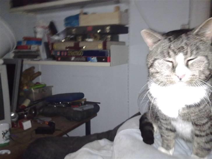 Blanding af racer trold billede 3