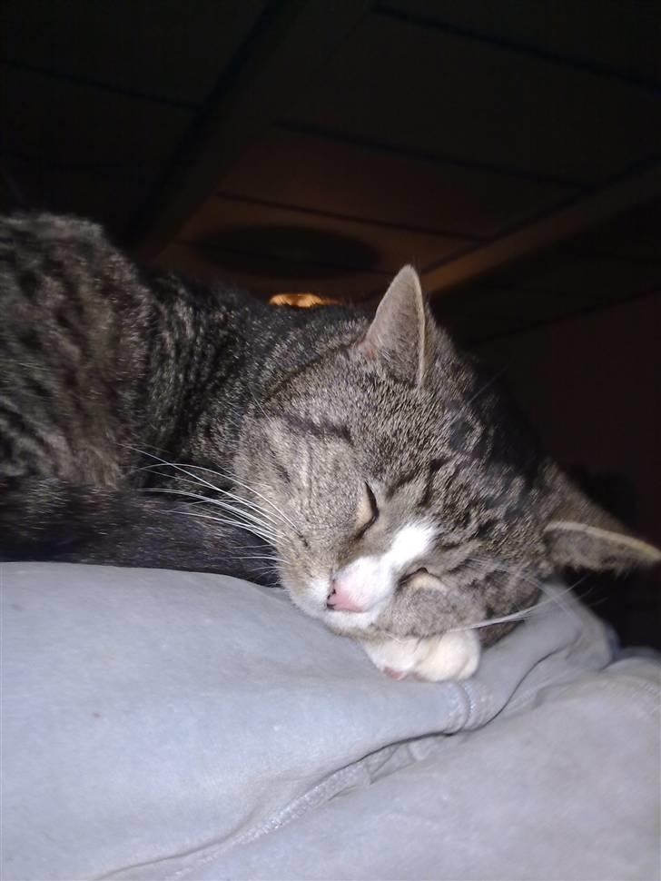 Blanding af racer trold billede 5