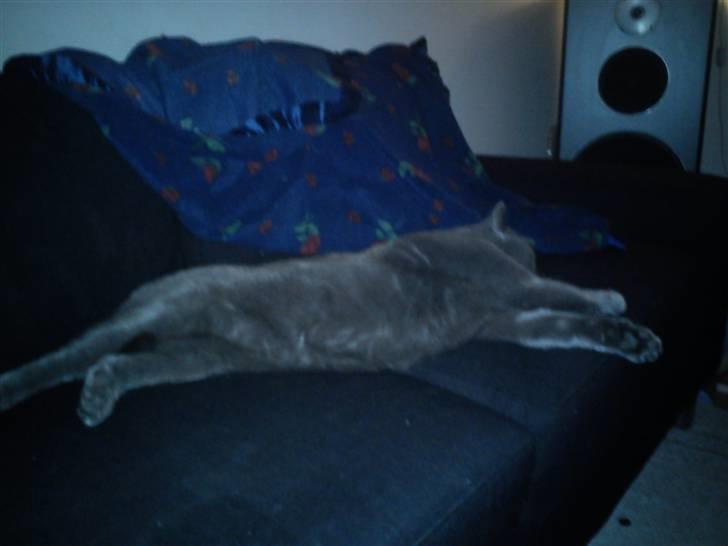 British Shorthair Nemo billede 11