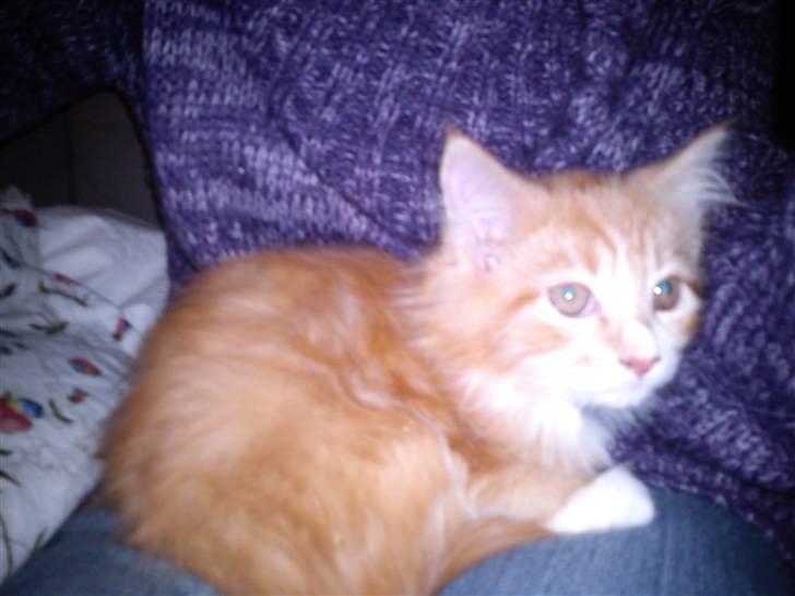 Maine Coon Nala - Se så sød jeg er <3 billede 1