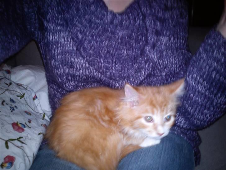 Maine Coon Nala - er lidt trygget ved situationen billede 2