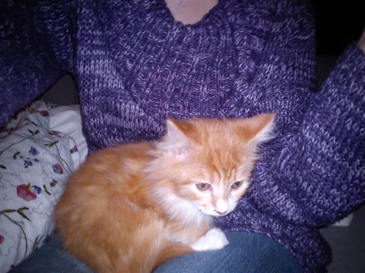 Maine Coon Nala - hvad sker der dog dernede? billede 3