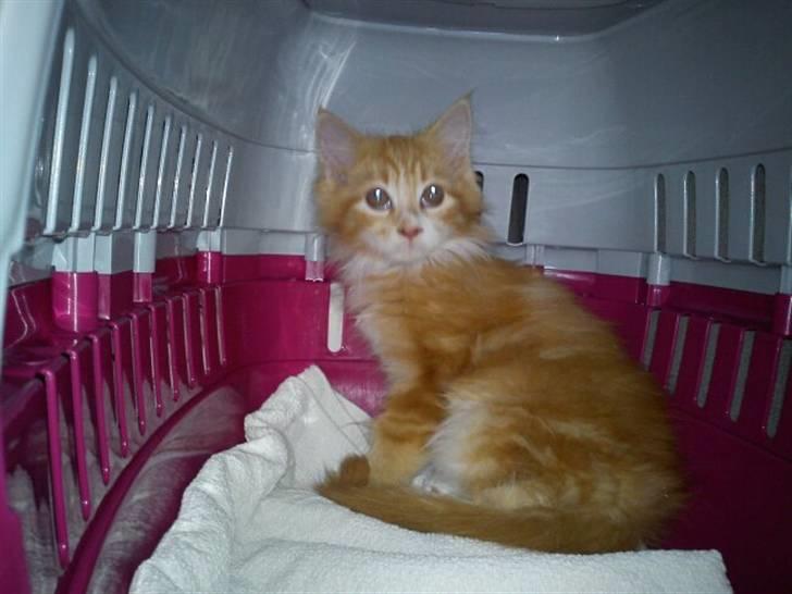 Maine Coon Nala - i min trygge kasse :) billede 4