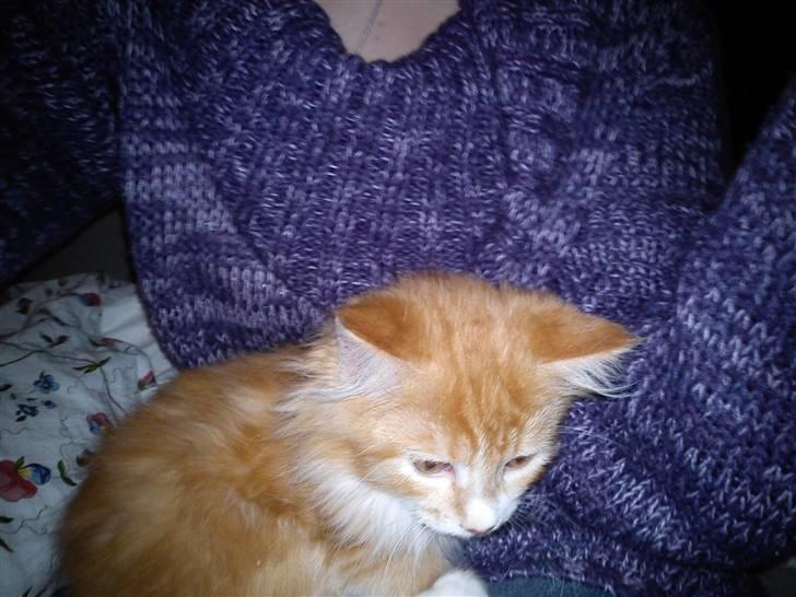 Maine Coon Nala - Sidder trygt ved min mor billede 5