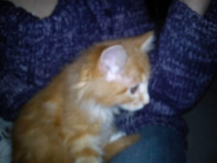 Maine Coon Nala - Det ser spændende ud.. skulle jeg lige springe hen og se hvad det er... billede 6