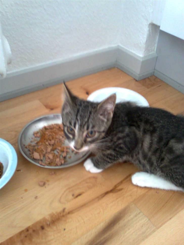 Blanding af racer Lucky - Uden mad og drikke - dur helten ikke...  billede 1