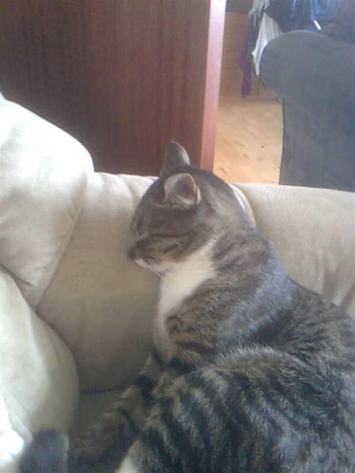 Blanding af racer Lucky - Man er meget træt, hvis man kan sove siddende :D billede 3