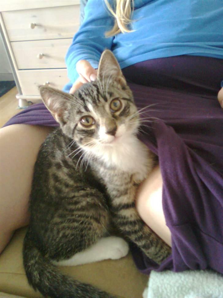 Blanding af racer Lucky billede 4