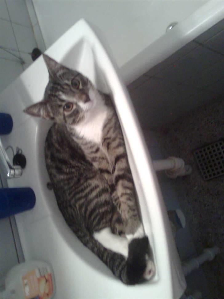 Blanding af racer Lucky - Dengang han stadig kunne ligge i håndvasken :) billede 5