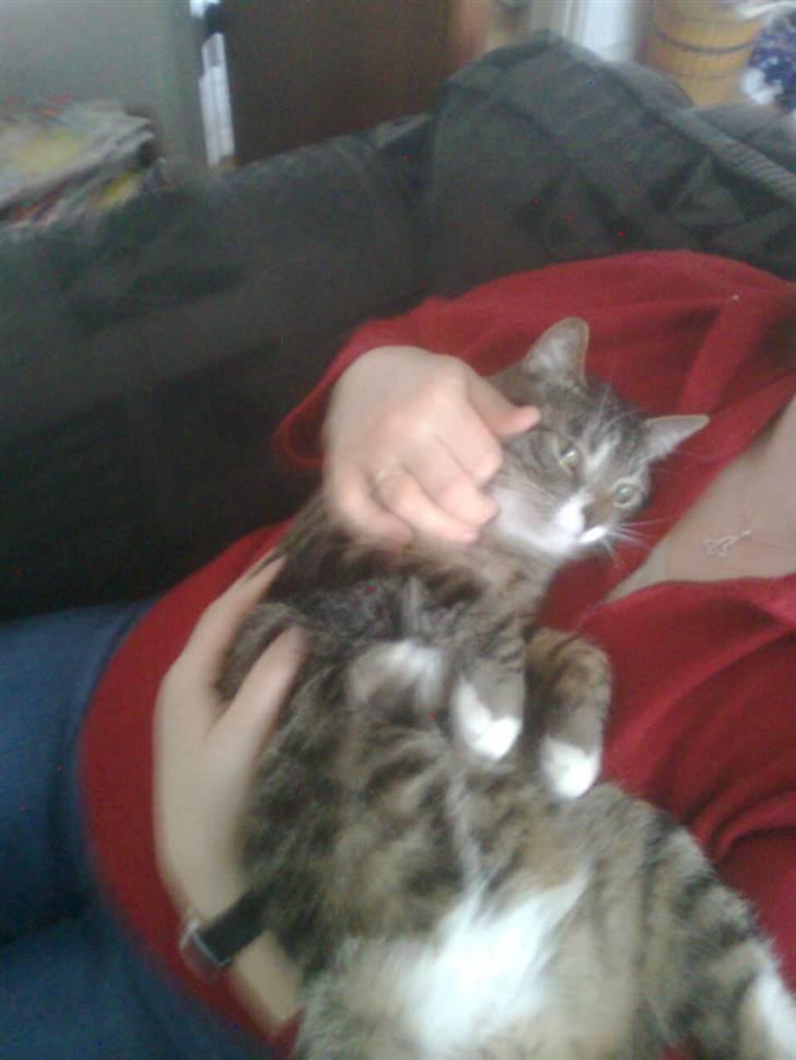 Blanding af racer Lucky - Lille baby-kat ;) billede 6