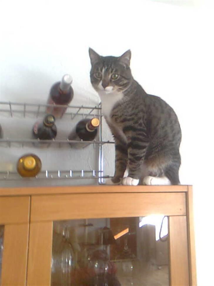 Blanding af racer Lucky - Højt til vejrs..  billede 7