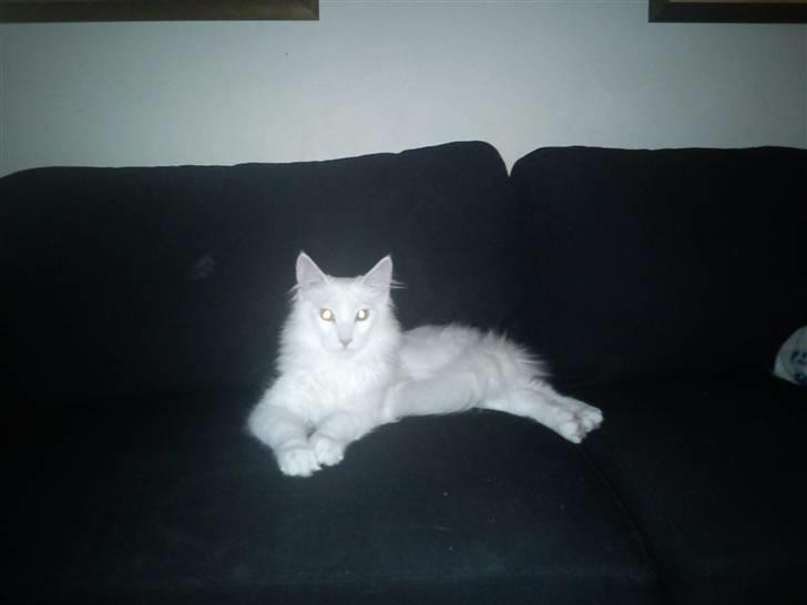 Maine Coon Delta billede 1