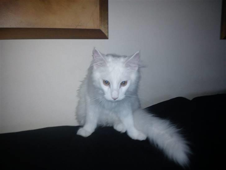 Maine Coon Delta billede 2