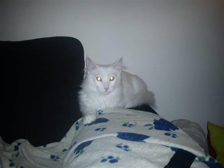 Maine Coon Delta billede 3