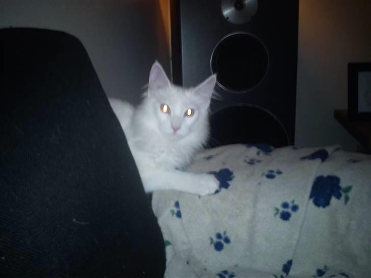 Maine Coon Delta billede 5