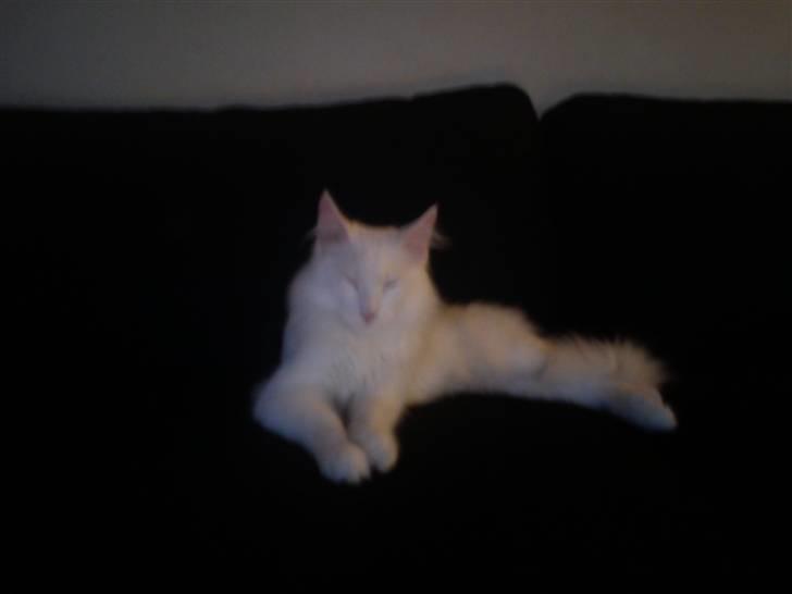 Maine Coon Delta billede 6