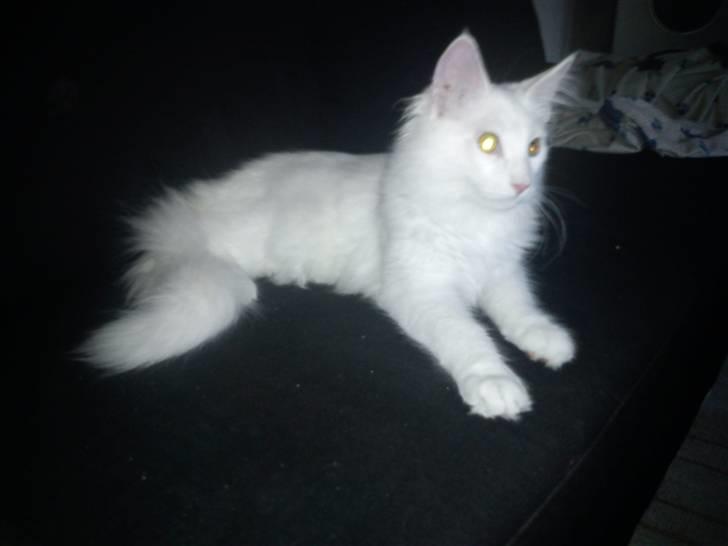 Maine Coon Delta billede 7