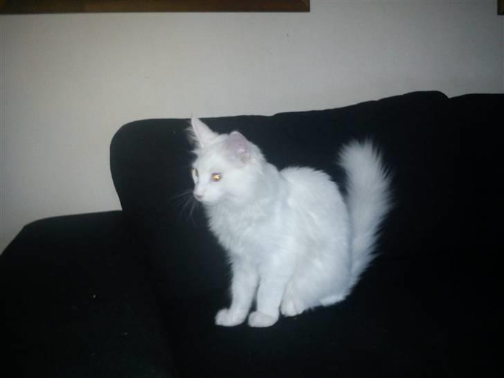 Maine Coon Delta billede 8