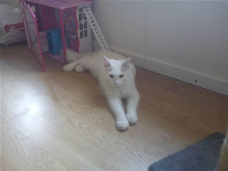 Maine Coon Delta billede 9