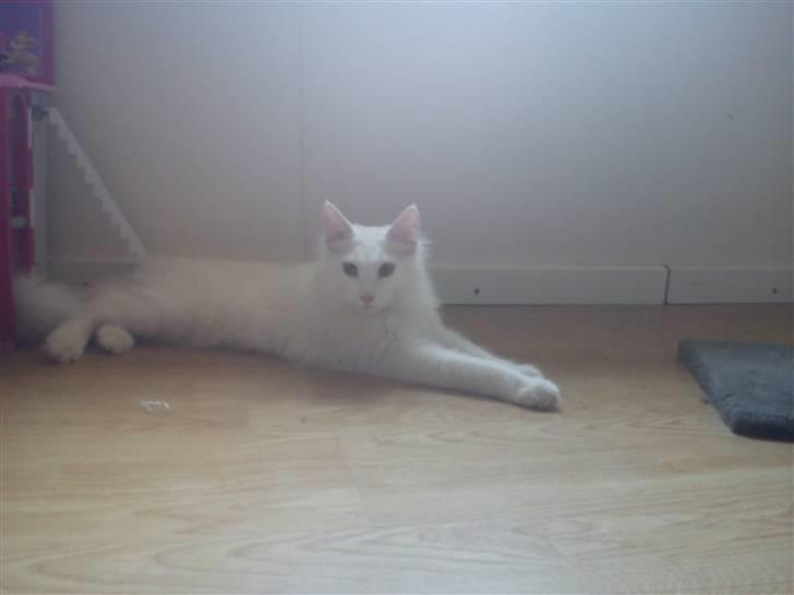 Maine Coon Delta billede 10