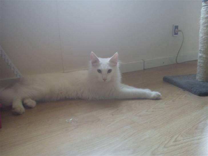 Maine Coon Delta billede 11