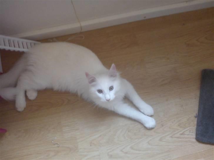 Maine Coon Delta billede 12