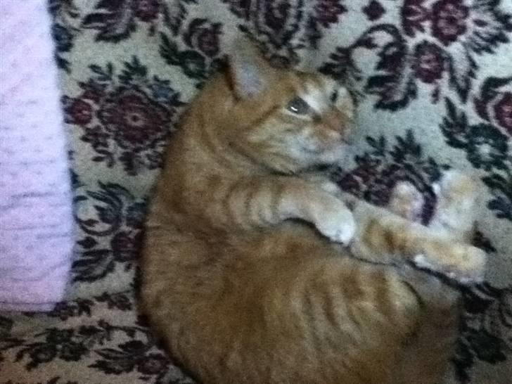 Huskat Addi billede 1