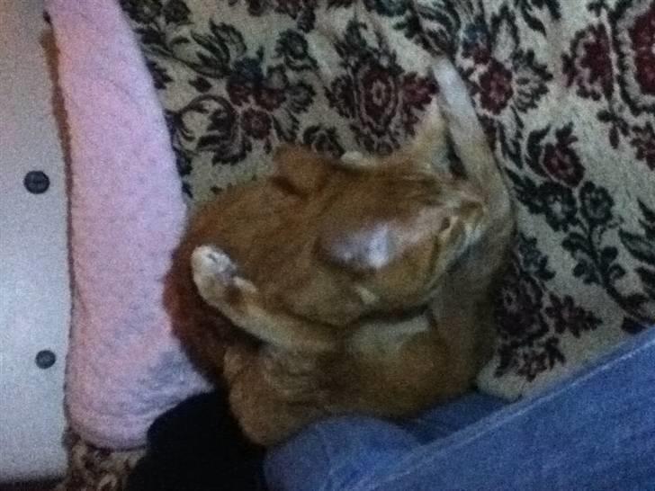 Huskat Addi billede 3