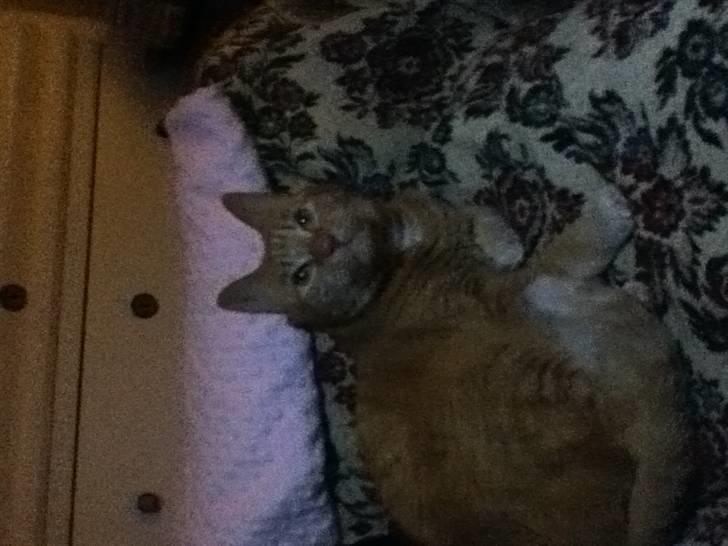 Huskat Addi billede 4